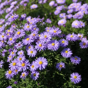 Астра кустарниковая "Lady In Blue"