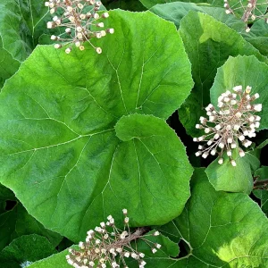 Белокопытник ложный