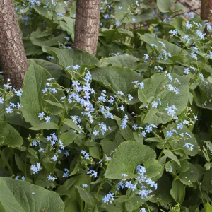 Бруннера сибирская