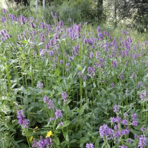 Буквица лекарственная