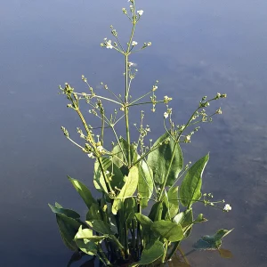 Частуха обыкновенная