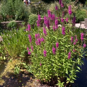 Дербенник иволистный