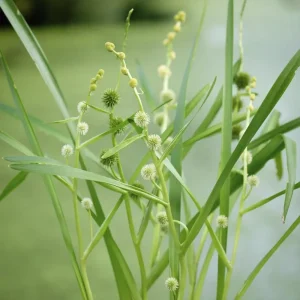 Ежеголовник