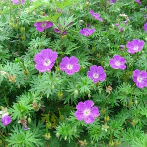 Герань кроваво-красная