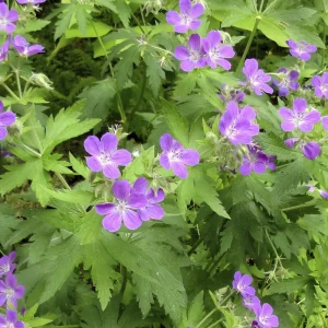 Герань лесная