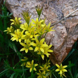 Гусиный лук