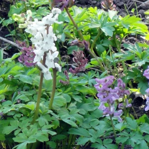 Хохлатка полая