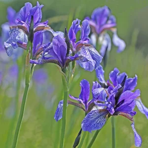 Ирис сибирский