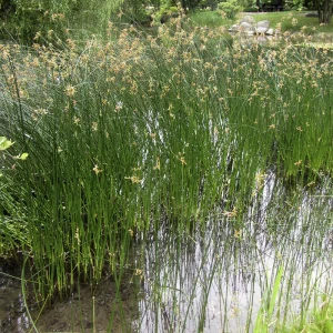 Камыш озёрный