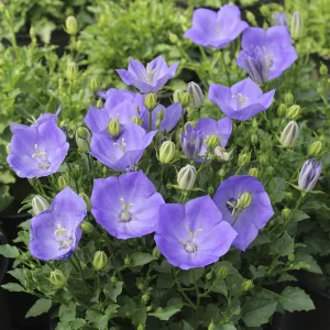 Колокольчик карпатский "Blue Uniform"