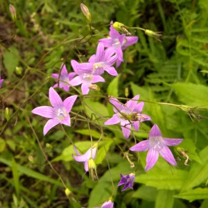 Колокольчик луговой