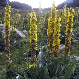 Коровяк густоцветковый (желтый)