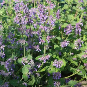 Котовник Фассена