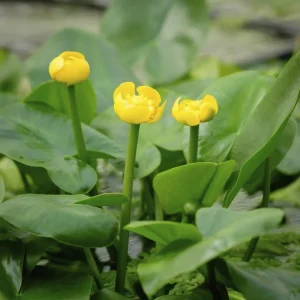 Кубышка жёлтая