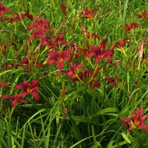 Лилейник "Crimson Pirate"