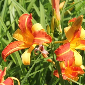 Лилейник "Frans Hals"