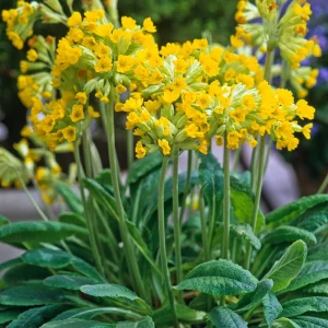 Первоцвет весенний