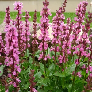 Шалфей дубравный "New Dimension Rose"