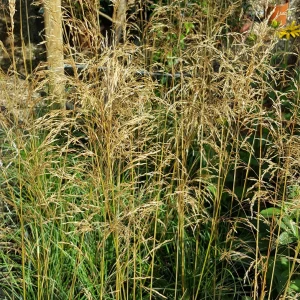 Щучка дернистая "Bronzeschleier"