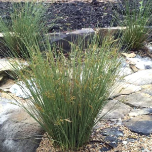 Ситник нитевидный