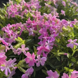 Смолка клейкая