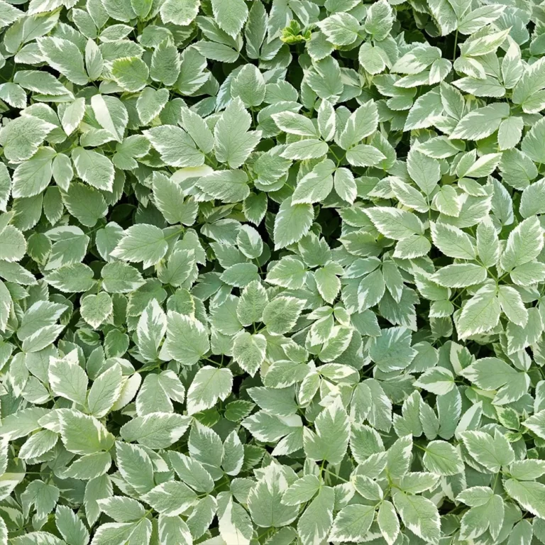 Сныть «Variegata»