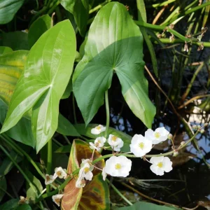 Стрелолист