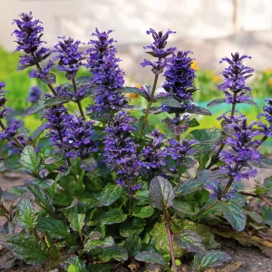 Живучка ползучая