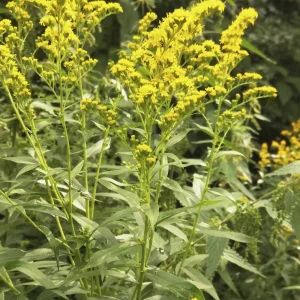 Золотарник канадский