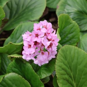 Бадан сердцелистный - Цветру