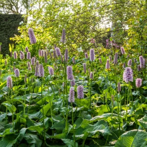 Горец змеиный - Цветру