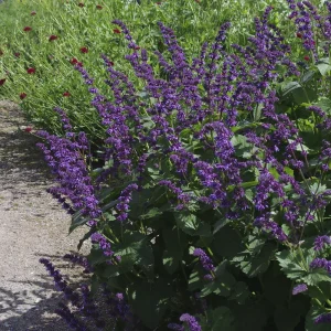 Шалфей мутовчатый - Цветру