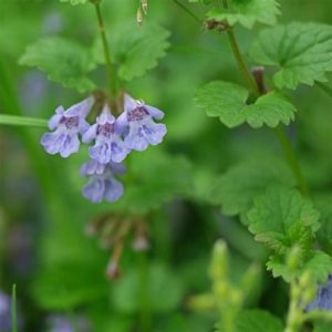 Будра плющевидная - Цветру