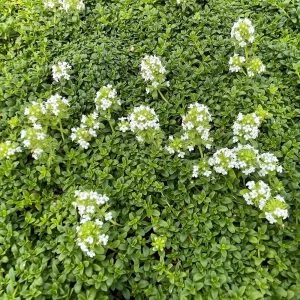 Тимьян лимоннопахнущий - Цветру