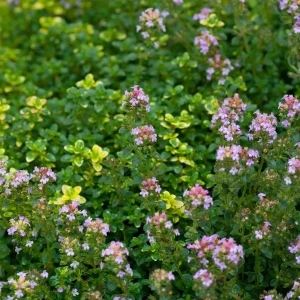 Тимьян обыкновенный - Цветру